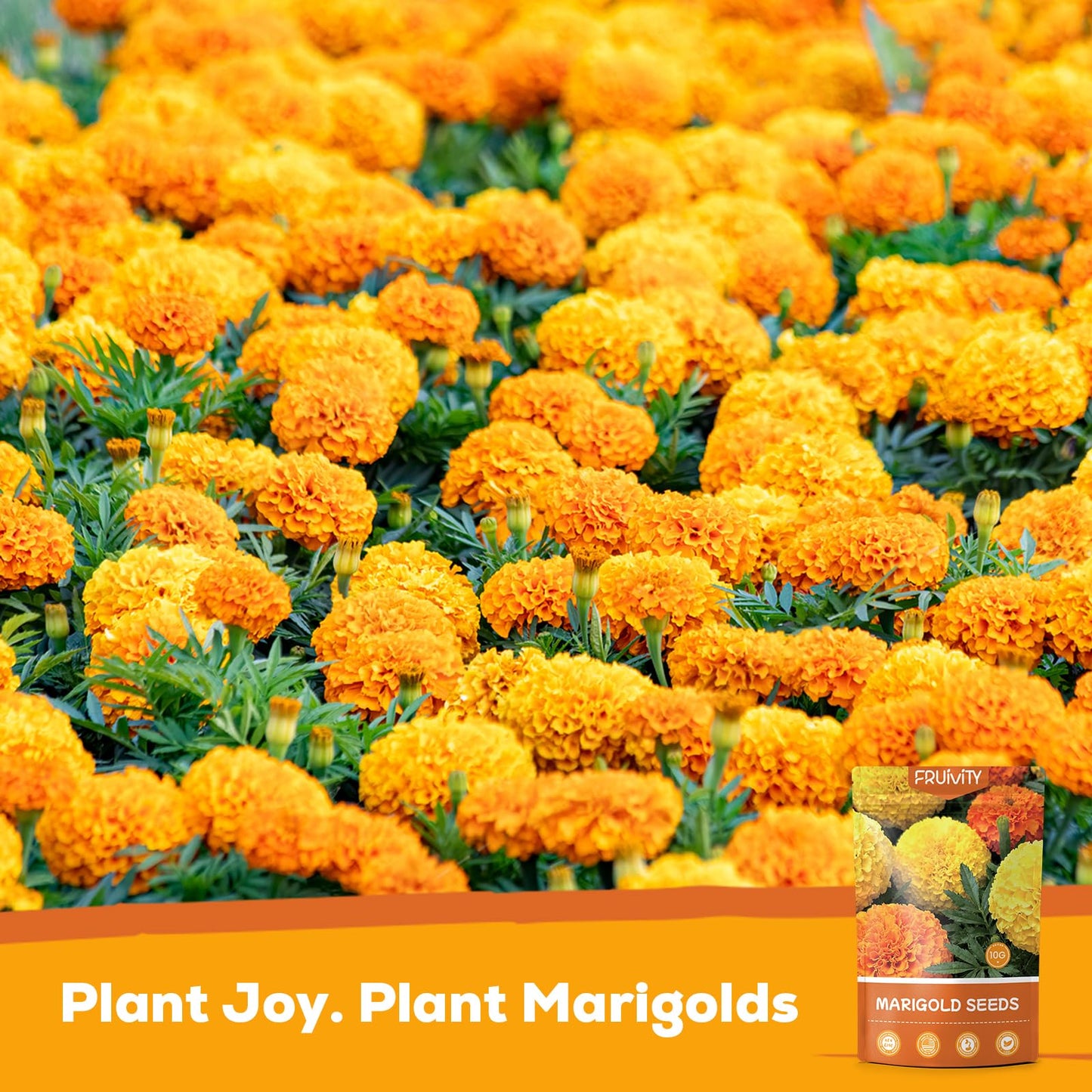 Fruivity Petite French Marigold Seeds for Planting, 400+ Flower Seeds Non-GMO Heirloom Seed Packet,Home and Garden Easy to Grow, Indoor & Outdoor Gardening, Companion Plant & Quick Blooming