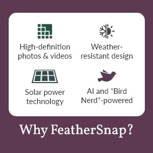 FeatherSnap Scout Wi-Fi Solar Powered Smart Bird Feeder - Automatically Captures HD Pictures and Videos! Best Gift for Bird Watchers! Dual Seed Chamber - Feather Snap