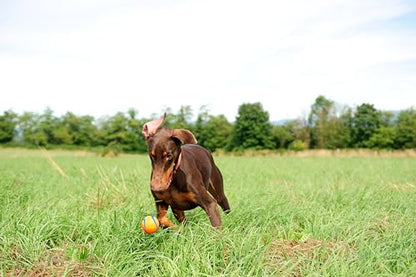 Chuckit Ultra Ball Dog Toy, Medium (2.5 Inch Diameter) Pack of 2, for breeds 20-60 lbs