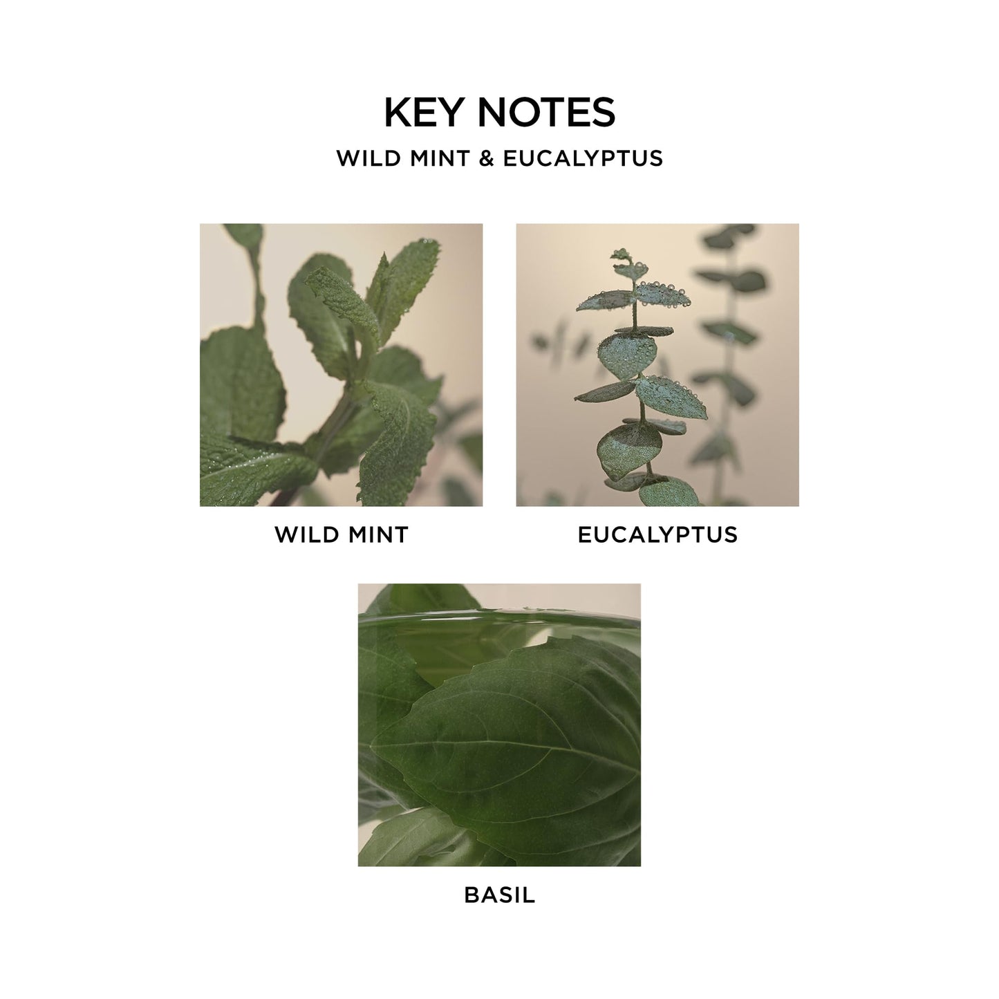 NEST New York Reed Diffuser, Wild Mint & Eucalyptus - 5.9 fl oz - Fragrance for Up to 90 Days - Reusable, Refillable Glass Holder - Includes 8 All-Natural Reed Sticks - Flame Free