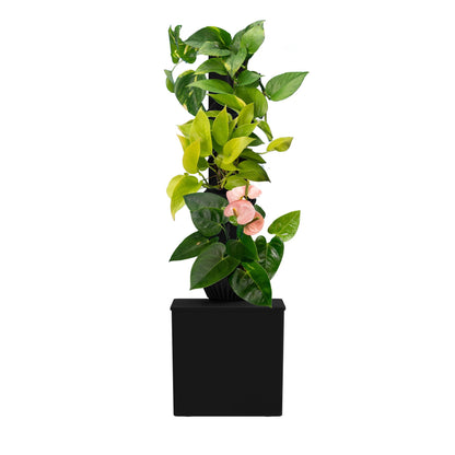 Tevatower Mini Smart Self-Watering Indoor Garden System - 3-Tier 4-Inch Planter Pot for Herbs, Flowers and Indoor Plants, Compact Smart Planter for Home Kitchen Office - Midnight Black