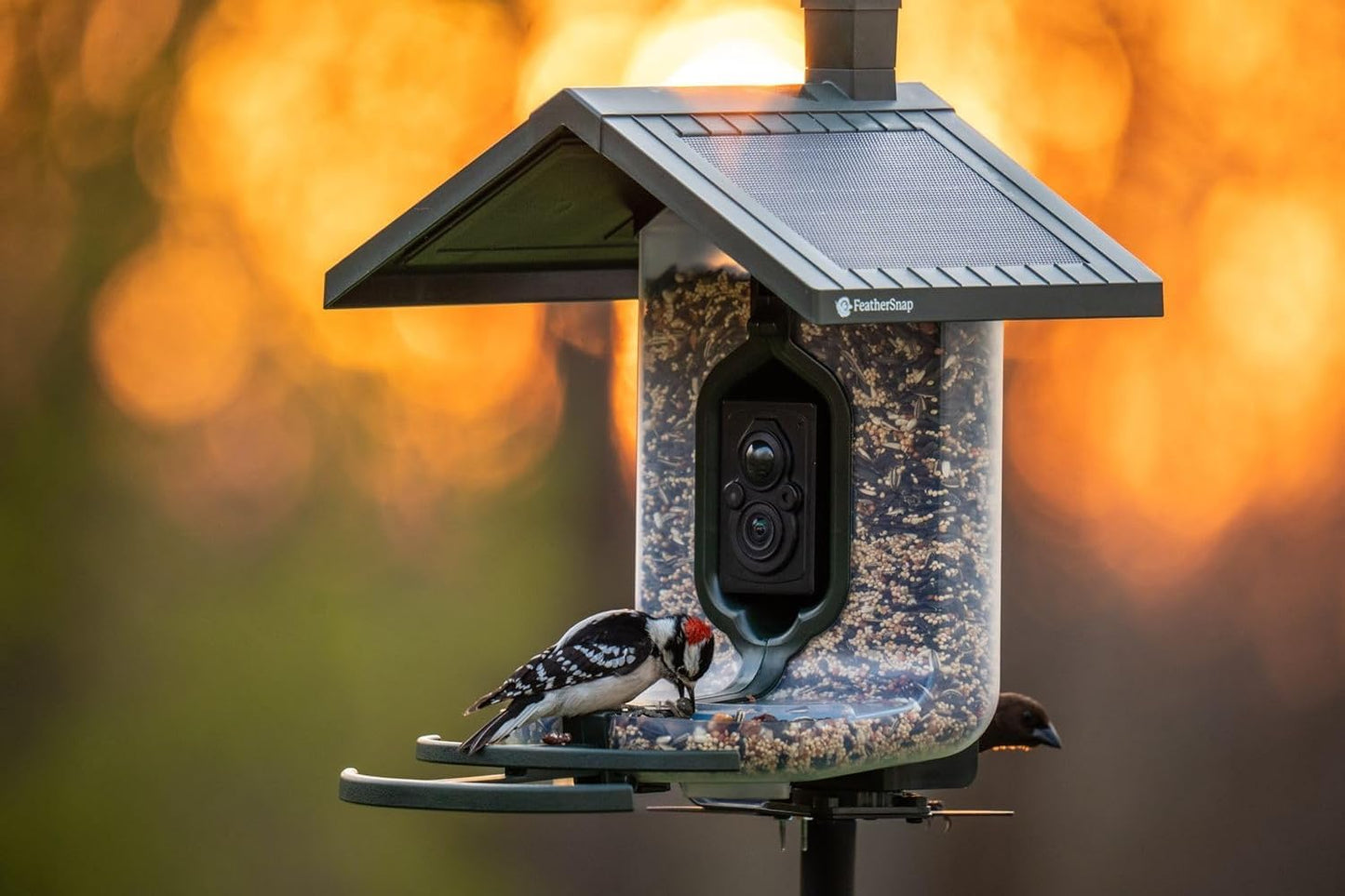 FeatherSnap Scout Wi-Fi Solar Powered Smart Bird Feeder - Automatically Captures HD Pictures and Videos! Best Gift for Bird Watchers! Dual Seed Chamber - Feather Snap