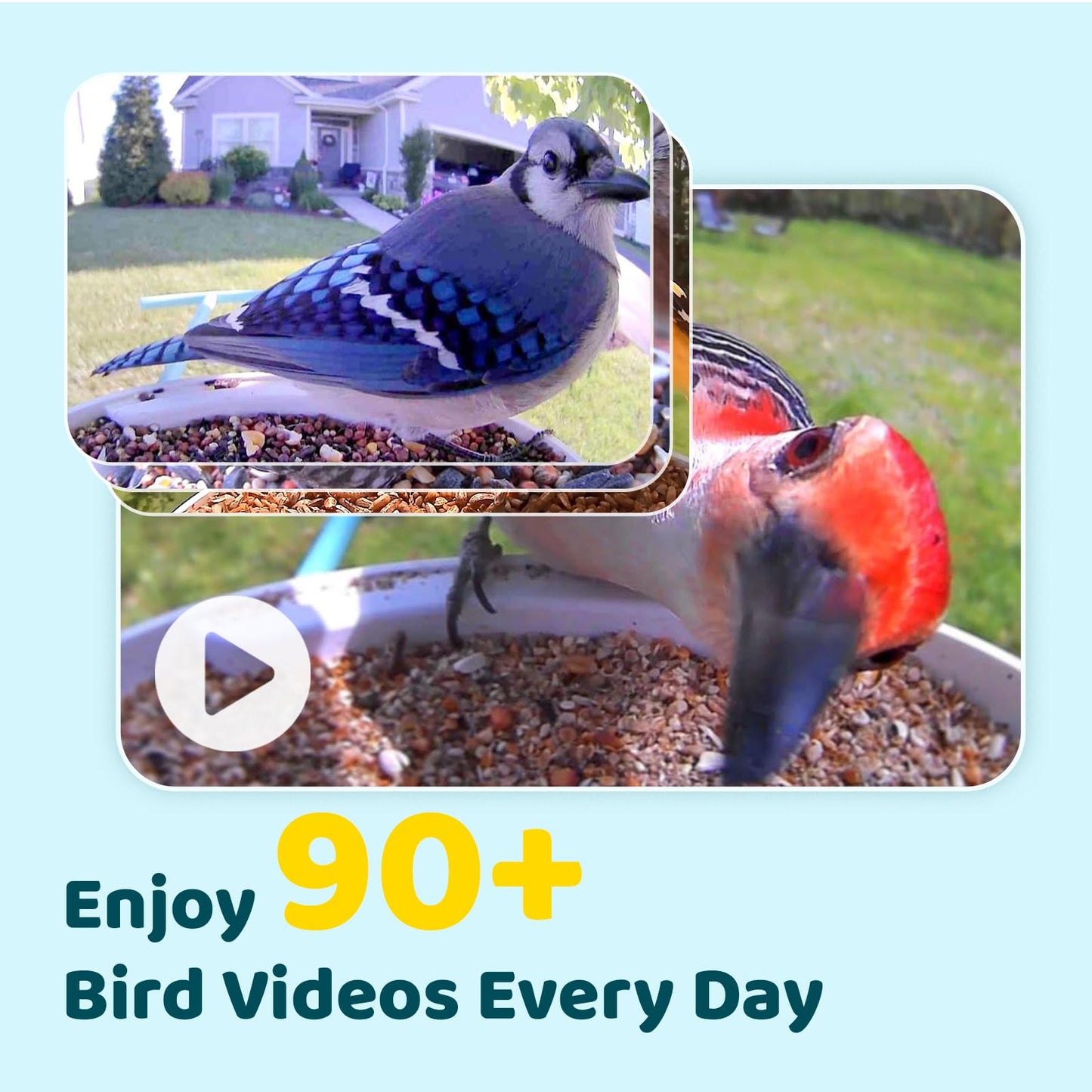 NETVUE Birdfy® Smart Bird Feeder with Camera, Bird Watching Camera, Auto Capture Bird Videos & Motion Detection, Wireless Camera Ideal Gift for Bird Lover (Solar Blue)