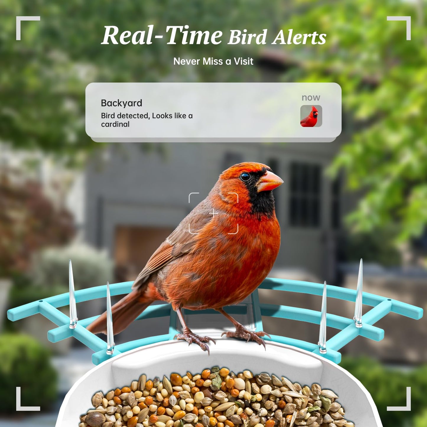 DOCOON Smart Bird Feeder with Camera, 2K HD AI Identify Birds Species, Bir d Watching Camera with Solar Panel, Auto Capture Bird Videos & Instant Notifications, Ideal Present for Bir d Lover, Blue