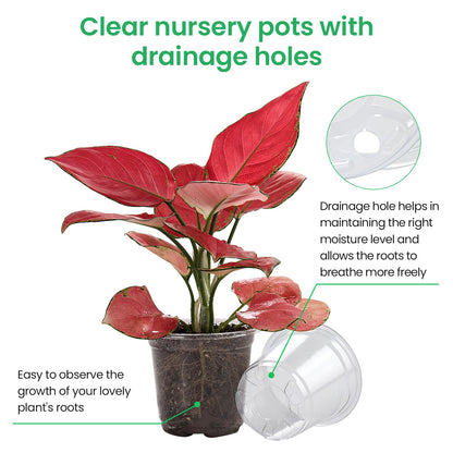 Bluepro 36 Packs 5/4/3.5 Inch Reinforced Clear Nursery Pots with Drainage Hole, Transparent Variety Pack Plastic Plant Pot Seedling Planter for Vegetable Propagation, Root Cutting, Seed Starting