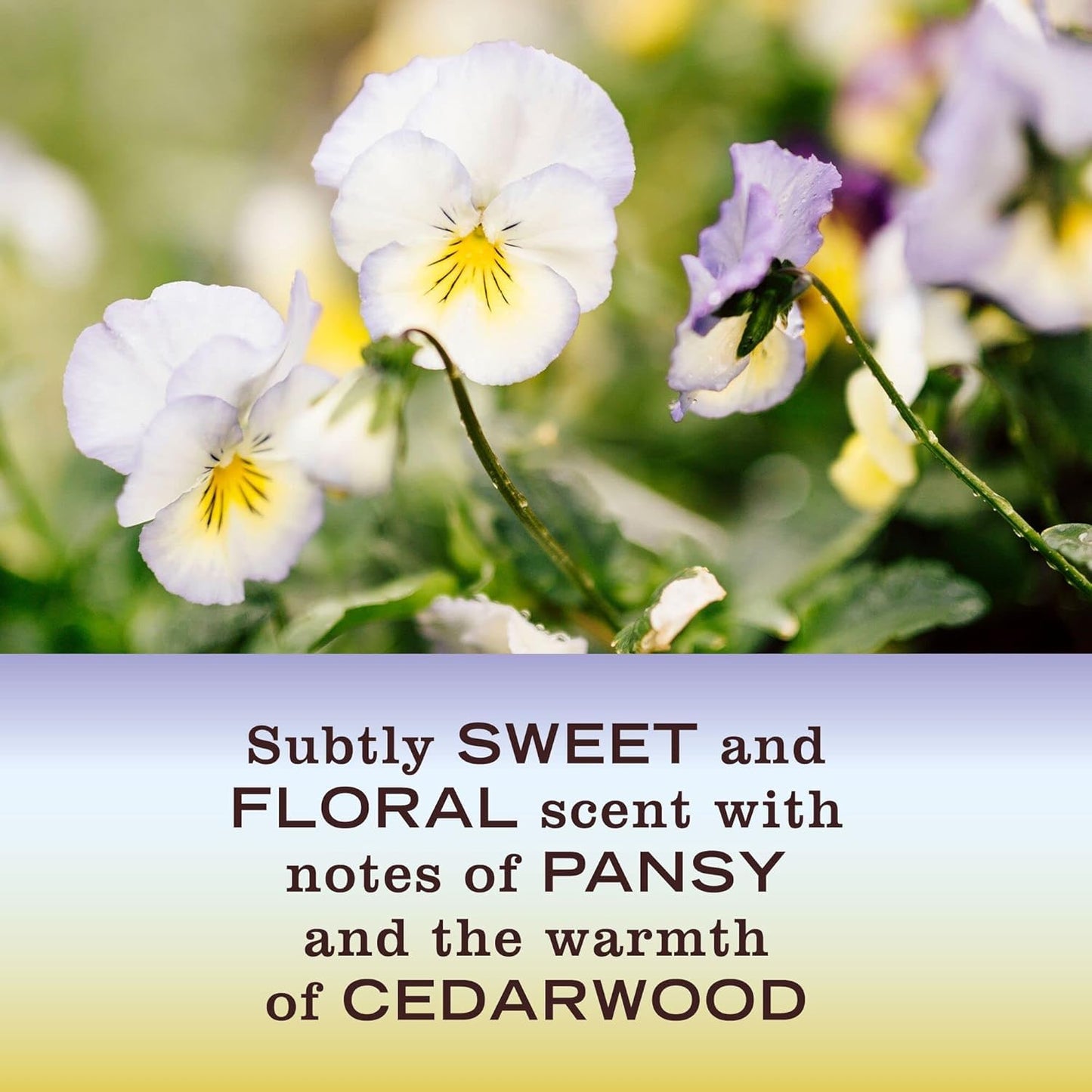 MRS. MEYER'S CLEAN DAY Hand Soap, Made with Essential Oils, Compassion Flower, 12.5 fl. oz - Pack Of 3