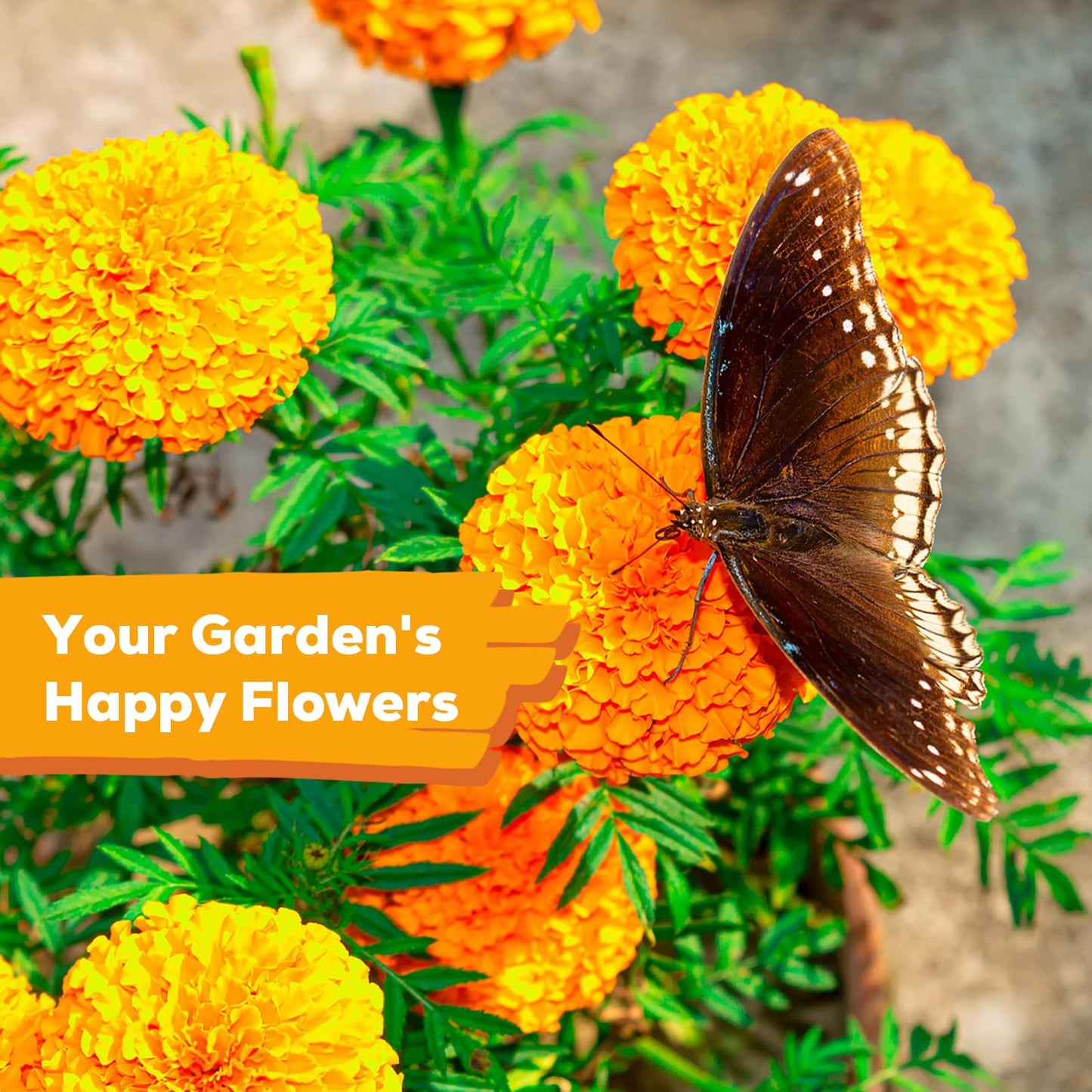 Fruivity Petite French Marigold Seeds for Planting, 400+ Flower Seeds Non-GMO Heirloom Seed Packet,Home and Garden Easy to Grow, Indoor & Outdoor Gardening, Companion Plant & Quick Blooming