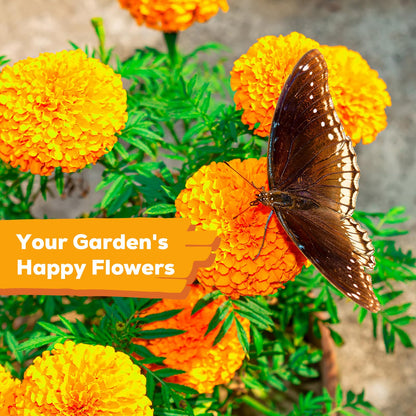 Fruivity Petite French Marigold Seeds for Planting, 400+ Flower Seeds Non-GMO Heirloom Seed Packet,Home and Garden Easy to Grow, Indoor & Outdoor Gardening, Companion Plant & Quick Blooming