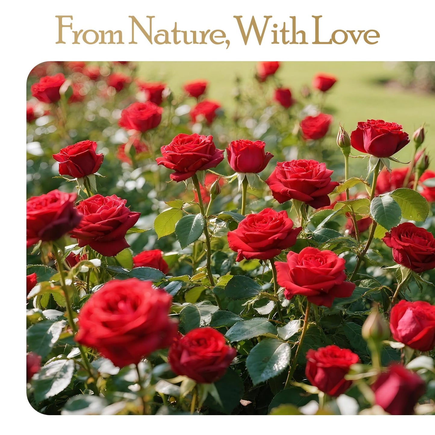 Auoasl 16 Preserved Flowers Rose Birthday Gifts for Women Her Mom Wife Girlfriend Grandma on Valentines Mothers Day Christmas Anniversary Romantic