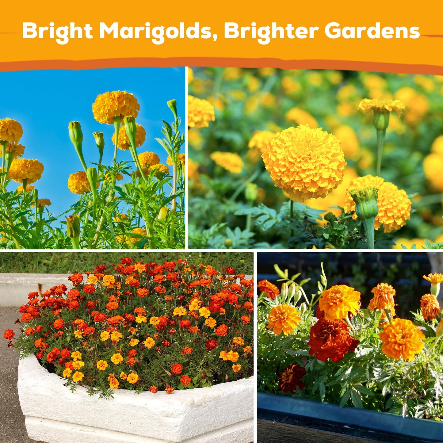 Fruivity Petite French Marigold Seeds for Planting, 400+ Flower Seeds Non-GMO Heirloom Seed Packet,Home and Garden Easy to Grow, Indoor & Outdoor Gardening, Companion Plant & Quick Blooming