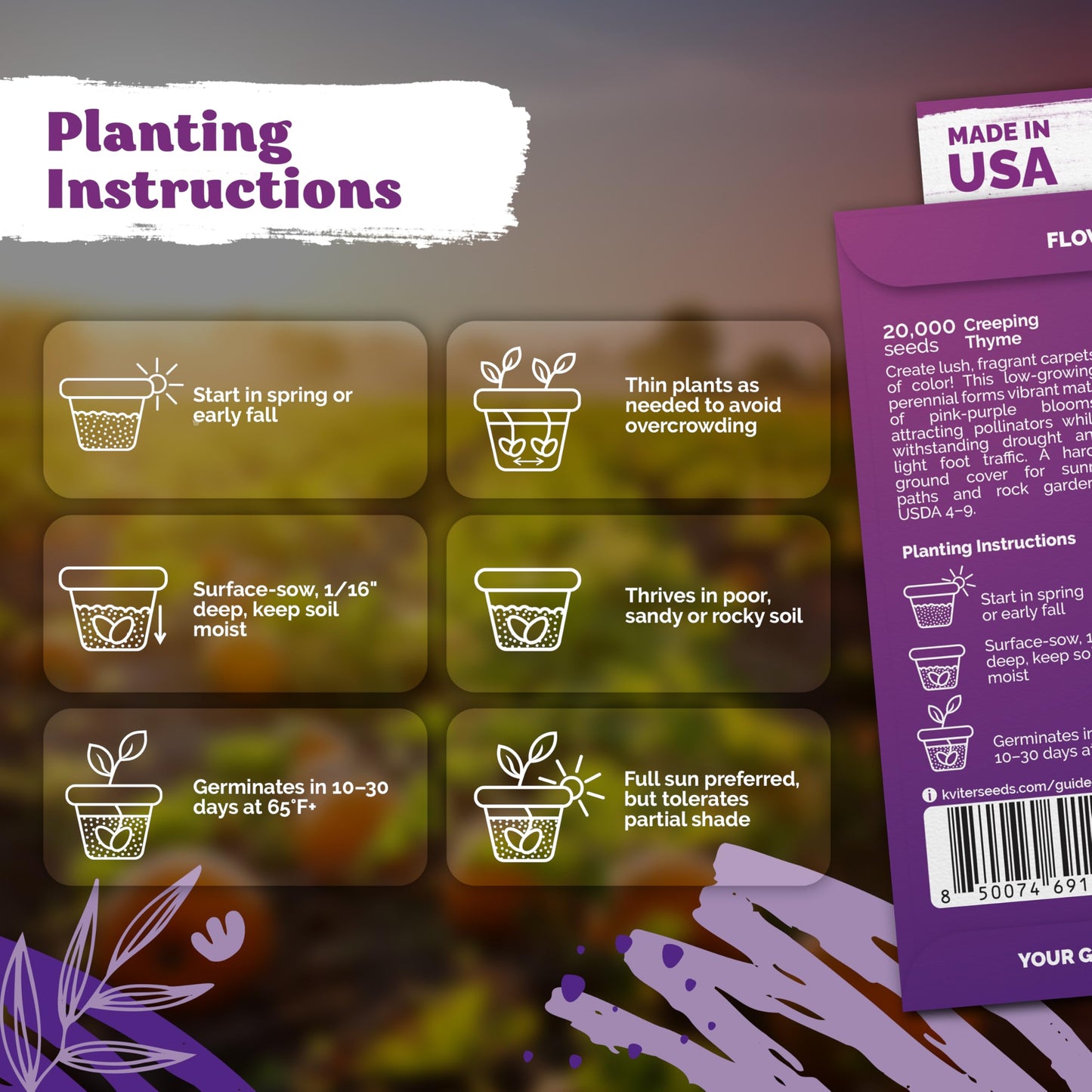 KVITER 20,000 Creeping Thyme Seeds (Thymus Serpyllum) – Wild Thyme, Aromatic Ground Cover, Purple Perennial Flower Seed Packets – Great Non GMO Herb Seeds for Outdoor Garden, Landscapes & Paths