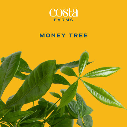 Costa Farms Money Tree Live Plant, Easy to Grow Houseplant Potted in Indoor Garden Pot, Pachira Bonsai in Potting Soil, Gift for Birthday, Housewarming, Thank You, Office and Home Decor, 3-4 Feet Tall