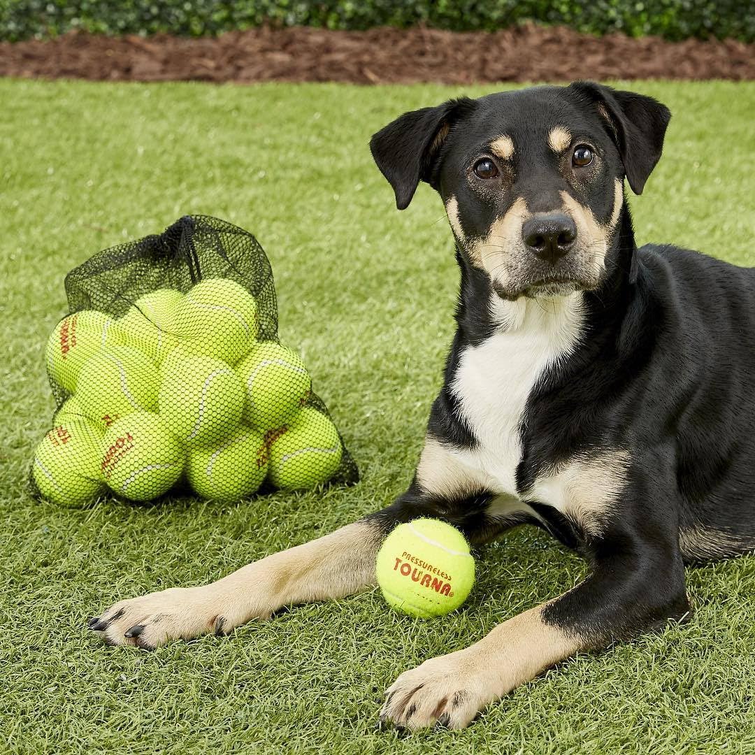 Tourna Tennis Ball Tote (50 Balls)