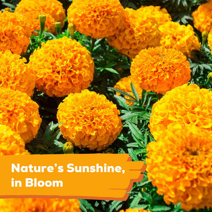 Fruivity Petite French Marigold Seeds for Planting, 400+ Flower Seeds Non-GMO Heirloom Seed Packet,Home and Garden Easy to Grow, Indoor & Outdoor Gardening, Companion Plant & Quick Blooming