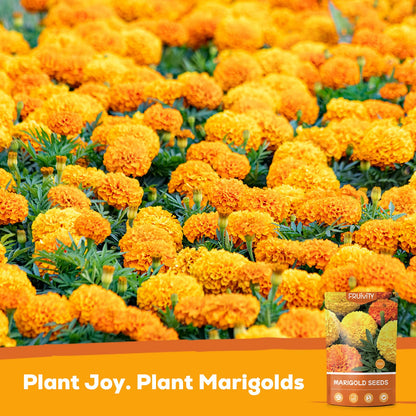 Fruivity Petite French Marigold Seeds for Planting, 400+ Flower Seeds Non-GMO Heirloom Seed Packet,Home and Garden Easy to Grow, Indoor & Outdoor Gardening, Companion Plant & Quick Blooming