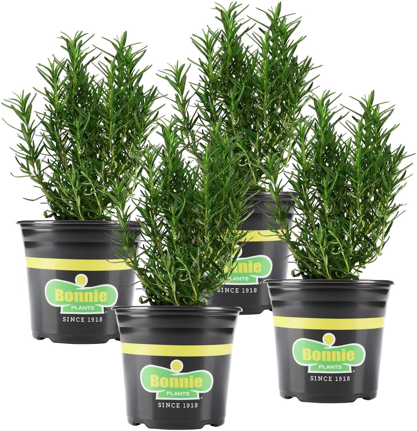 Bonnie Plants Rosemary Live Edible Aromatic Herb Plant - 4 Pack, Perennial In Zones 8 to 10, Great for Cooking & Grilling, Italian & Mediterranean Dishes, Vinegars & Oils, Breads