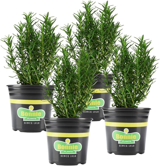 Bonnie Plants Rosemary Live Edible Aromatic Herb Plant - 4 Pack, Perennial In Zones 8 to 10, Great for Cooking & Grilling, Italian & Mediterranean Dishes, Vinegars & Oils, Breads