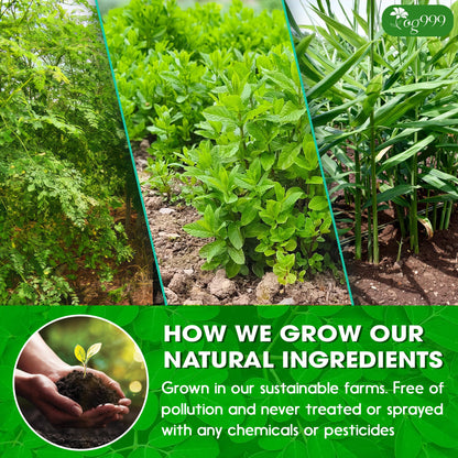 TOG999, Premium 20 Tea bags Super Moringa Herbal Tea, Special Blend of Moringa Leaves, Spearmint Leaves, Ginger, Lemon Peel and Chamomile. No Sugar, No Caffeine, No Gluten, Vegan.