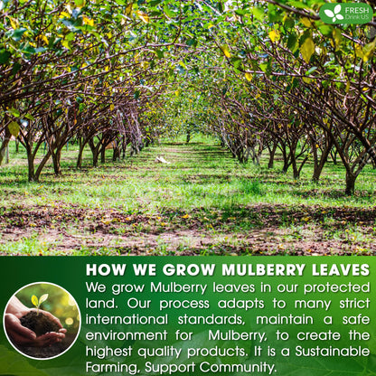 FreshDrinkUS Premium 120 Mulberry Leaf Tea Bags, 100% Natural & Pure. Loose Leaf Herbal Tea. Made with Natural Material Tea Bags. No Sugar, No Caffeine, No Gluten, Vegan