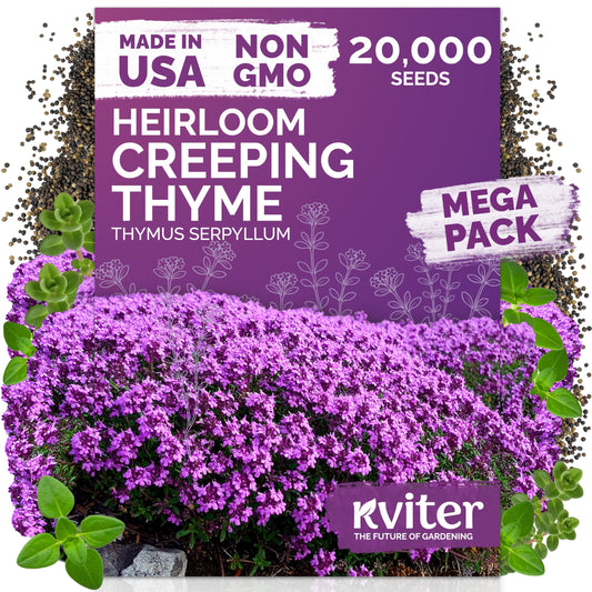 KVITER 20,000 Creeping Thyme Seeds (Thymus Serpyllum) – Wild Thyme, Aromatic Ground Cover, Purple Perennial Flower Seed Packets – Great Non GMO Herb Seeds for Outdoor Garden, Landscapes & Paths