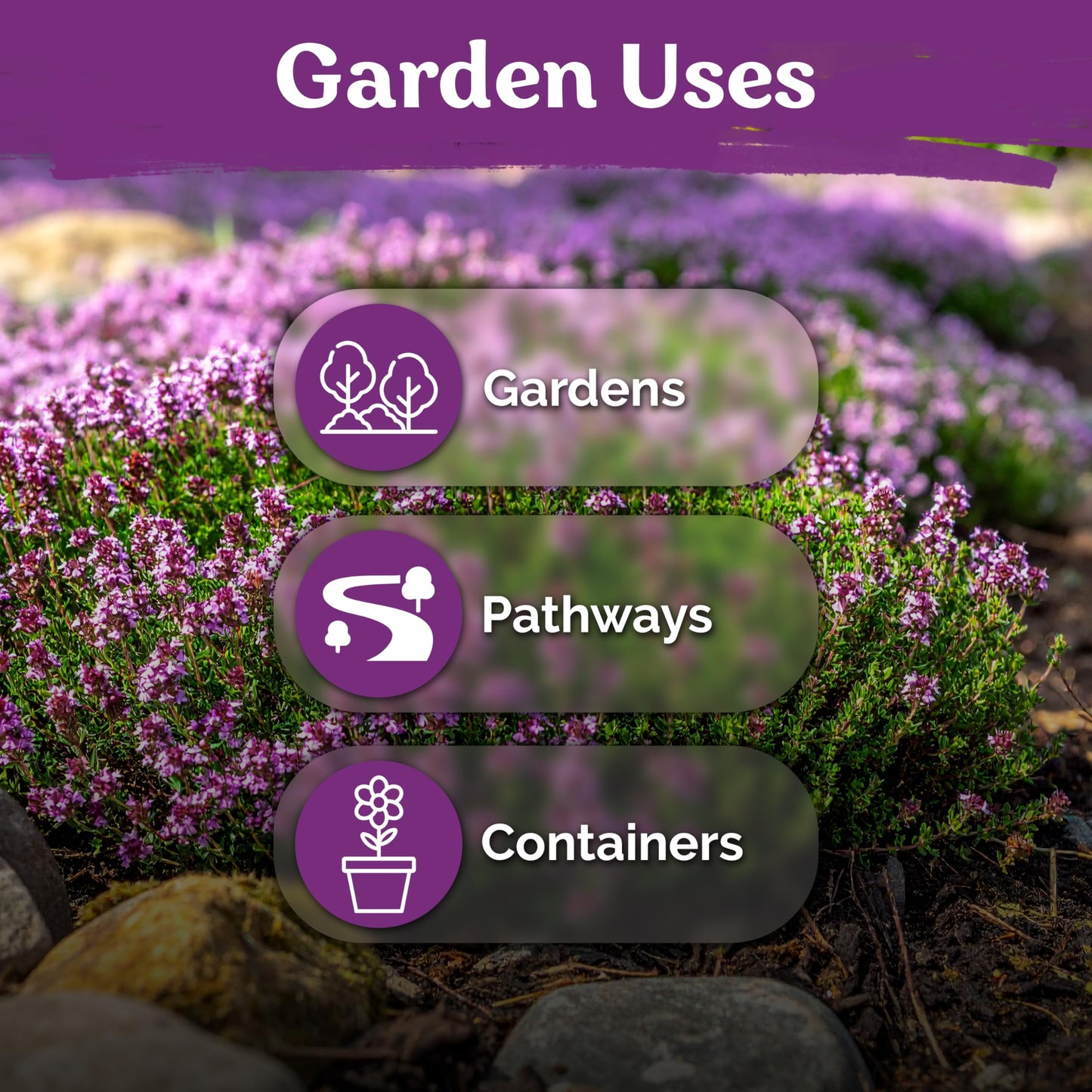 KVITER 20,000 Creeping Thyme Seeds (Thymus Serpyllum) – Wild Thyme, Aromatic Ground Cover, Purple Perennial Flower Seed Packets – Great Non GMO Herb Seeds for Outdoor Garden, Landscapes & Paths