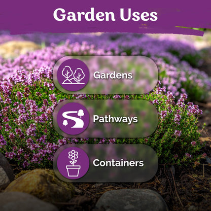 KVITER 20,000 Creeping Thyme Seeds (Thymus Serpyllum) – Wild Thyme, Aromatic Ground Cover, Purple Perennial Flower Seed Packets – Great Non GMO Herb Seeds for Outdoor Garden, Landscapes & Paths