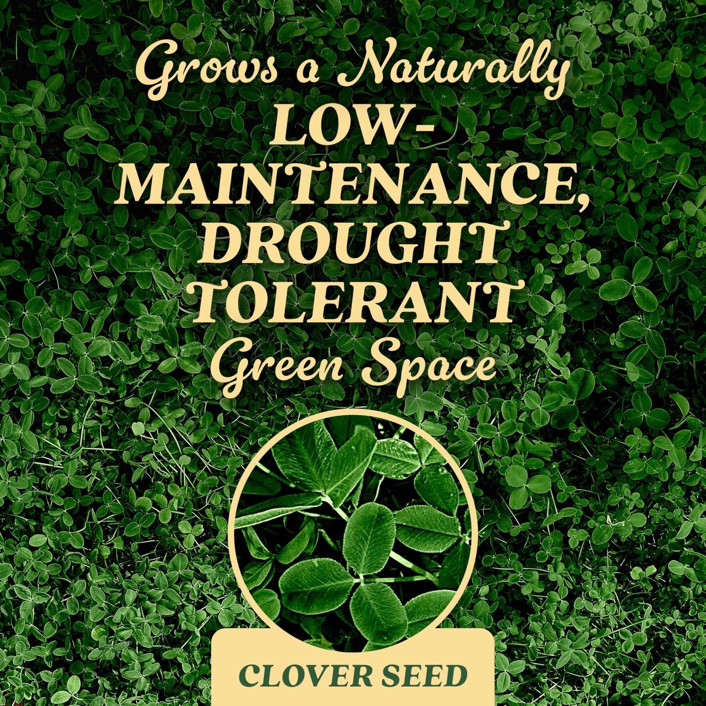 O.M. Scott and Sons Clover Seed, Lawn Seed Grows a Naturally Low Maintenance, Drought-Tolerant Lawn, 1,000 sq. ft., 2 lb.