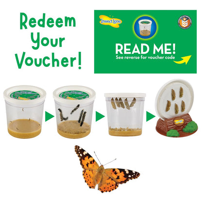 Insect Lore Caterpillars to Butterfly Kit, Deluxe 18 Voucher for 5 Caterpillars, Butterfly Growing Garden