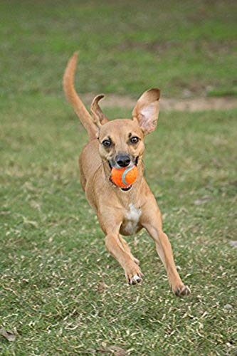 Chuckit! Dog Tennis Ball Dog Toy, Small (2 Inch Diameter) for dogs 0-20 lbs, Shrink Wrap Pack of 2