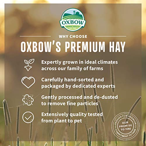 Oxbow Animal Health Orchard Grass Hay - All Natural Grass Hay for Chinchillas, Rabbits, Guinea Pigs, Hamsters & Gerbils - 40 oz.