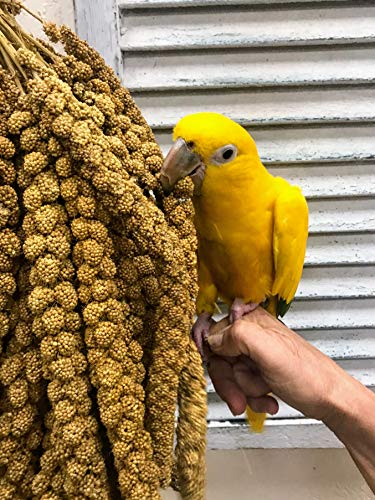 Nemeth Farms Worlds Freshest Sun-Dried Spray Millet Non-GMO and Pesticide Free (No Stems Only Edible Tops) Healthy Bird Treat and Supplement for All Pet Birds Keets Cockatiels Finches-1lb