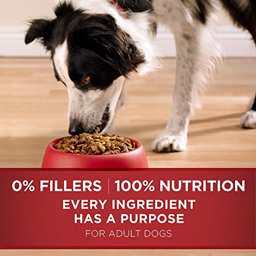 Purina ONE Dry Dog Food Lamb and Rice Formula - 8 lb. Bag