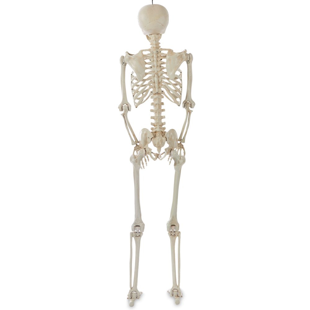  Halloween Hanging Posable Skeleton Decoration, 5'