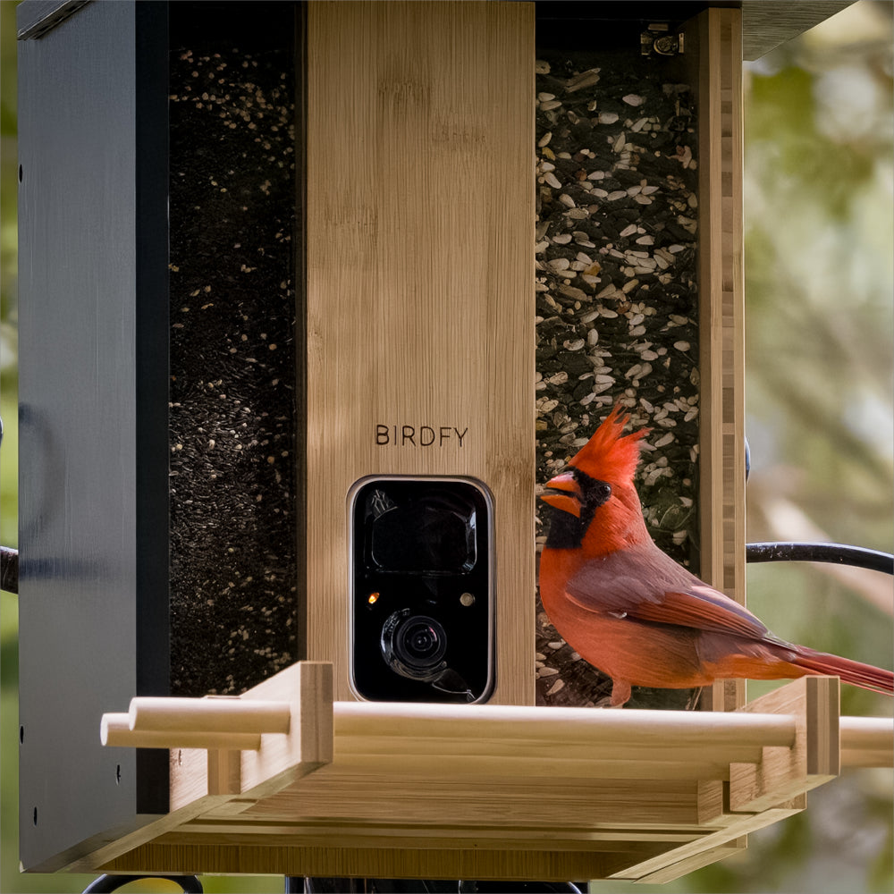 Bird Feeder with Camera, Netvue Birdfy Upgrade Smart Feeder Bamboo Ideal Gift for Bird Lover Natural(Lite+Solar)