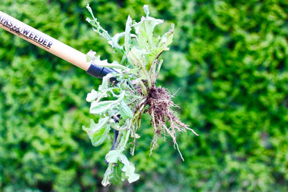 Grampa's Weeder - The Original Stand Up Weed Puller Tool with Long Handle - Made with Real Bamboo & 4-Claw Steel Head Design - Easily Remove Weeds While Saving Your Knees & Back